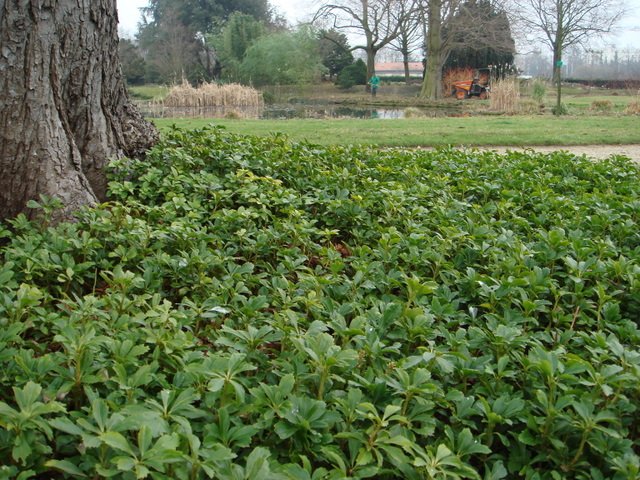 Pachysandra terminalis en pied d'arbre